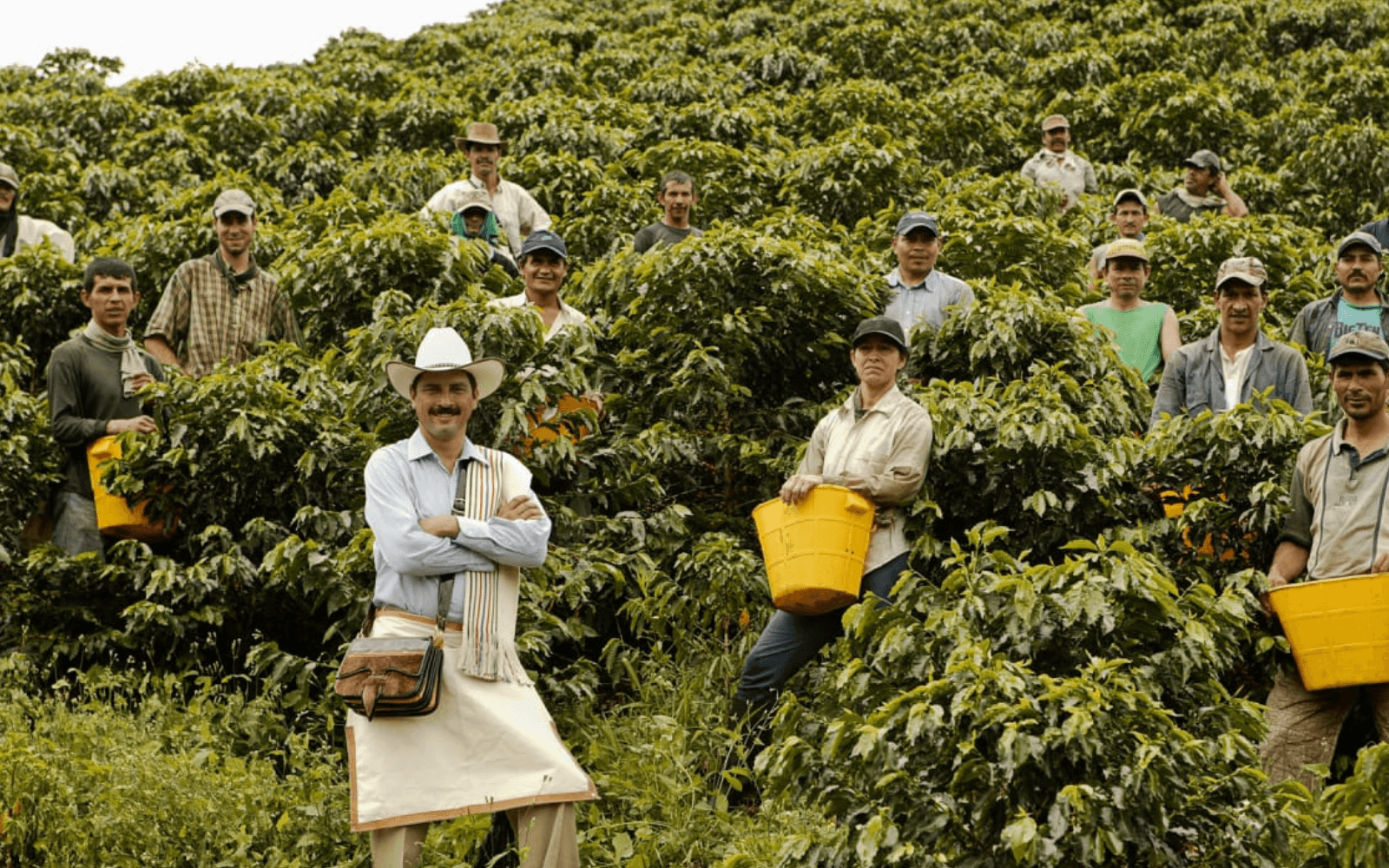 Отрасли малайзии. Коста Рика кофейные плантации. Плантации кофе в Колумбии. Мексика плантации кофе. Кофейные плантации Латинской Америки.