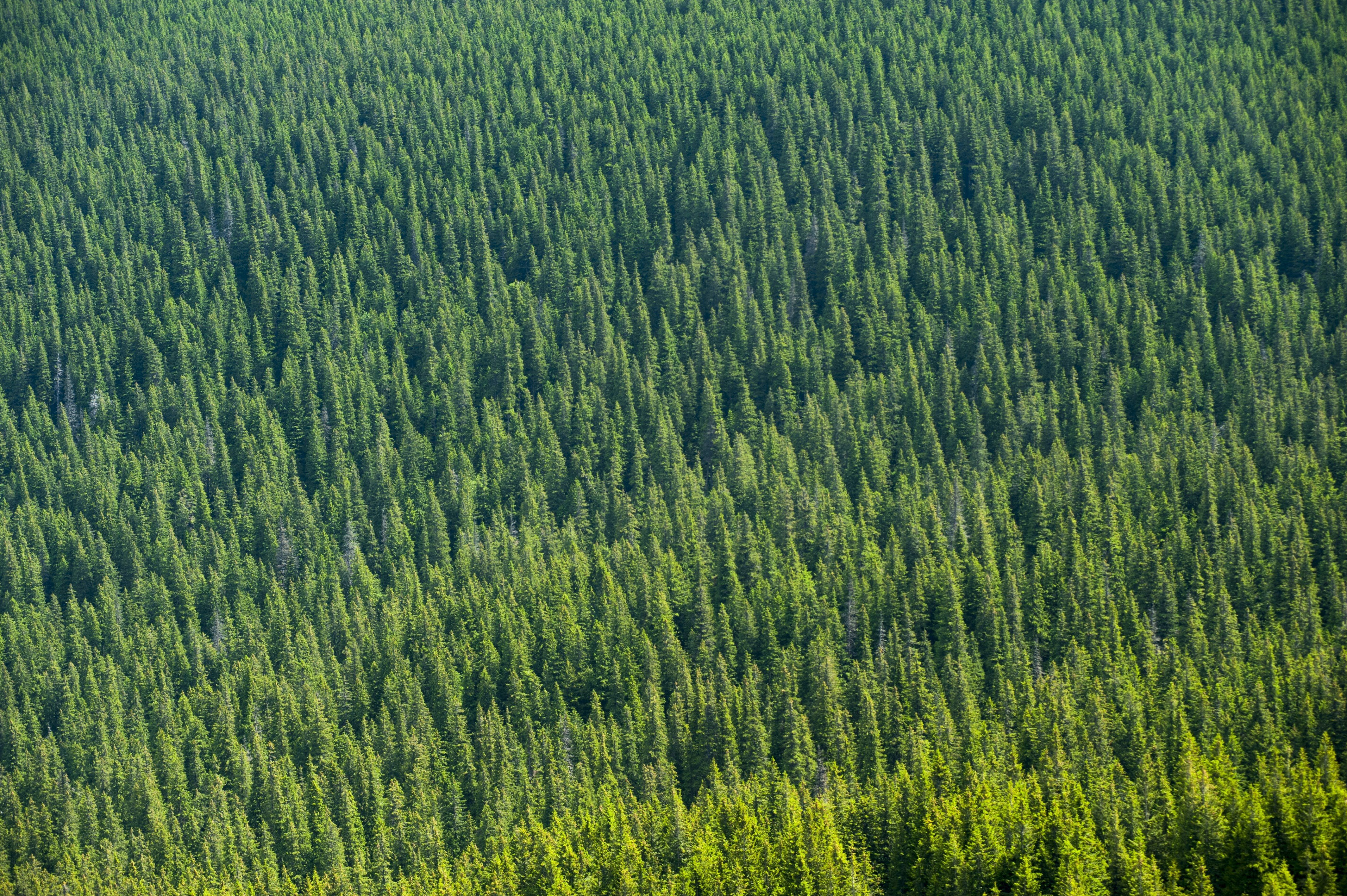 Хвойный лес состоит из. Темнохвойная Пихтовая Тайга Сибирь. Тайга (хвойные леса) Сыктывкар. Лес вид сверху. Сосновый лес сверху.