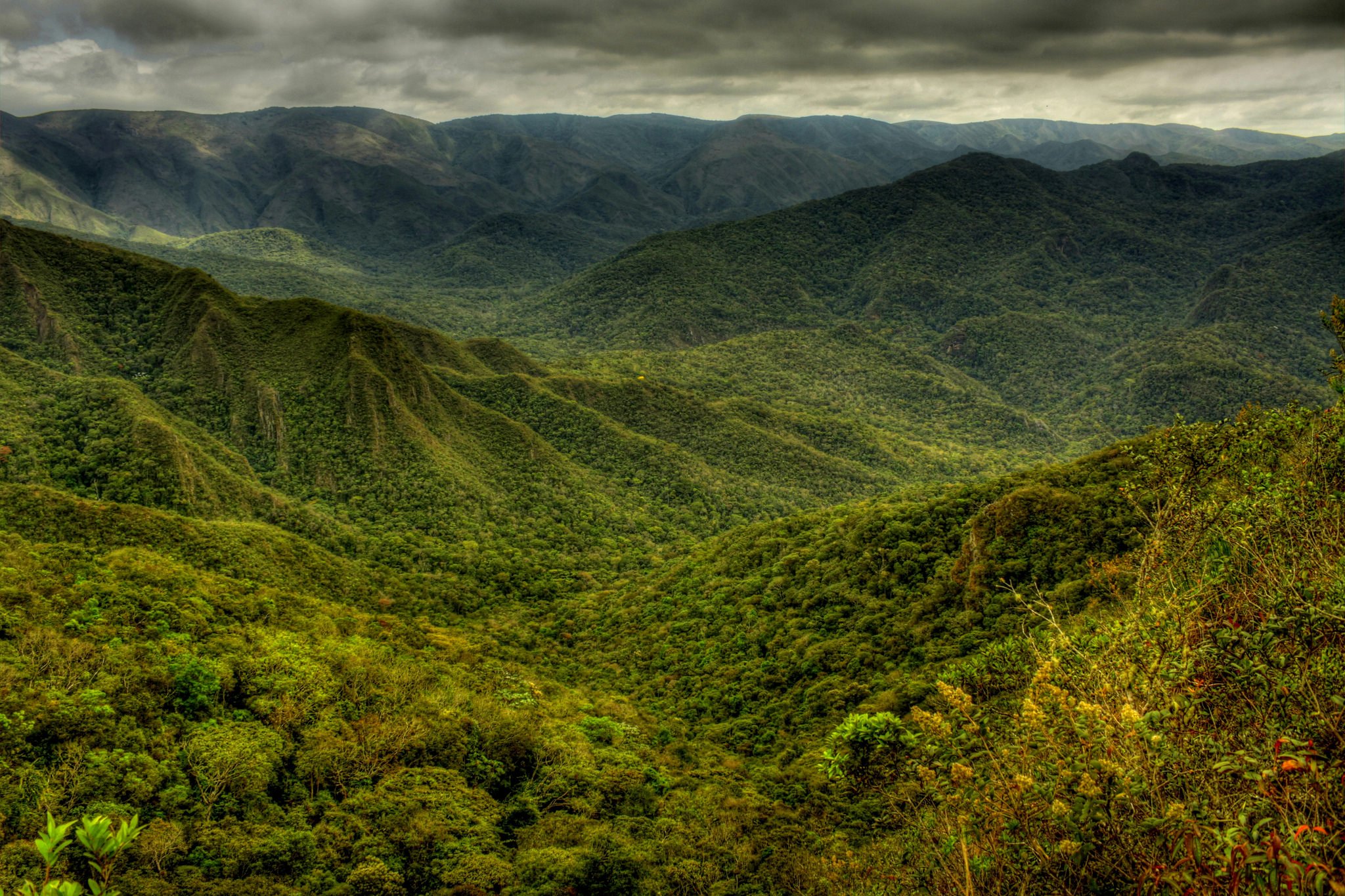 растительный мир колумбии