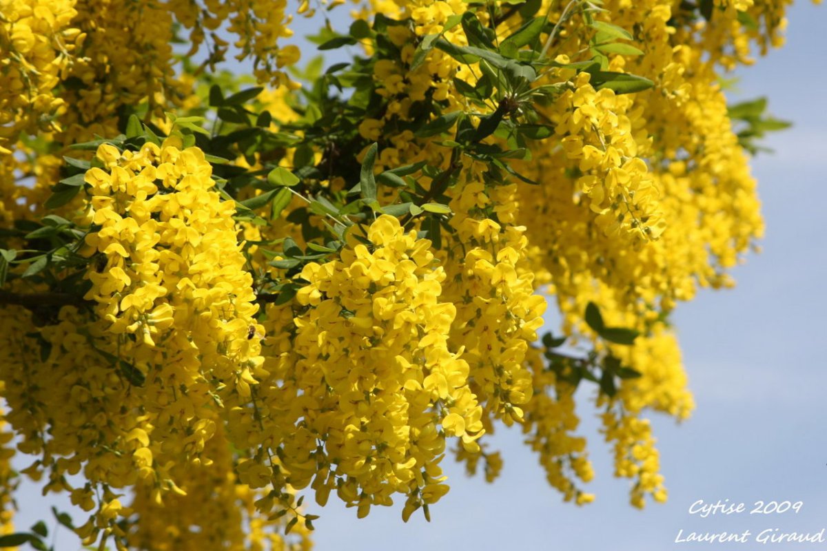 Дерево с желтыми цветами название и фото