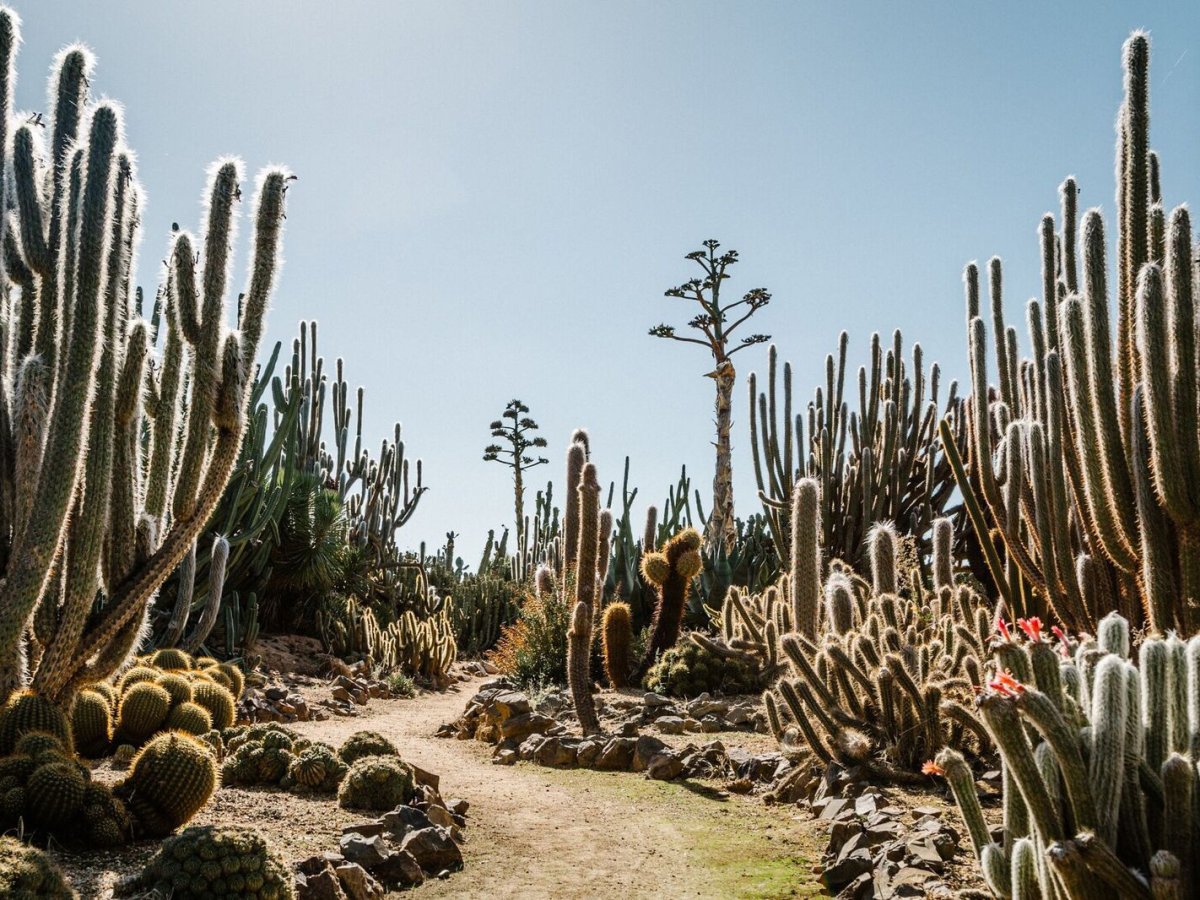 Растительный мир мехико