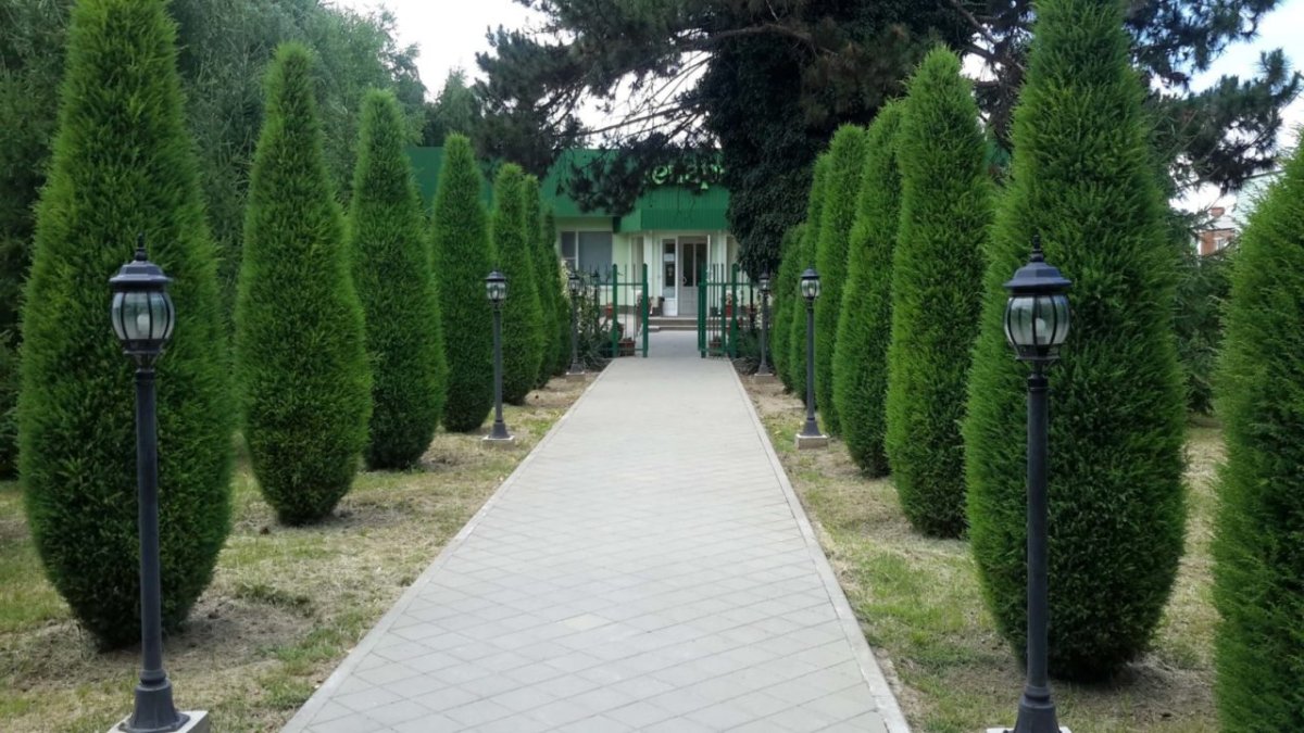 Среднерослый вечнозеленый кустарник