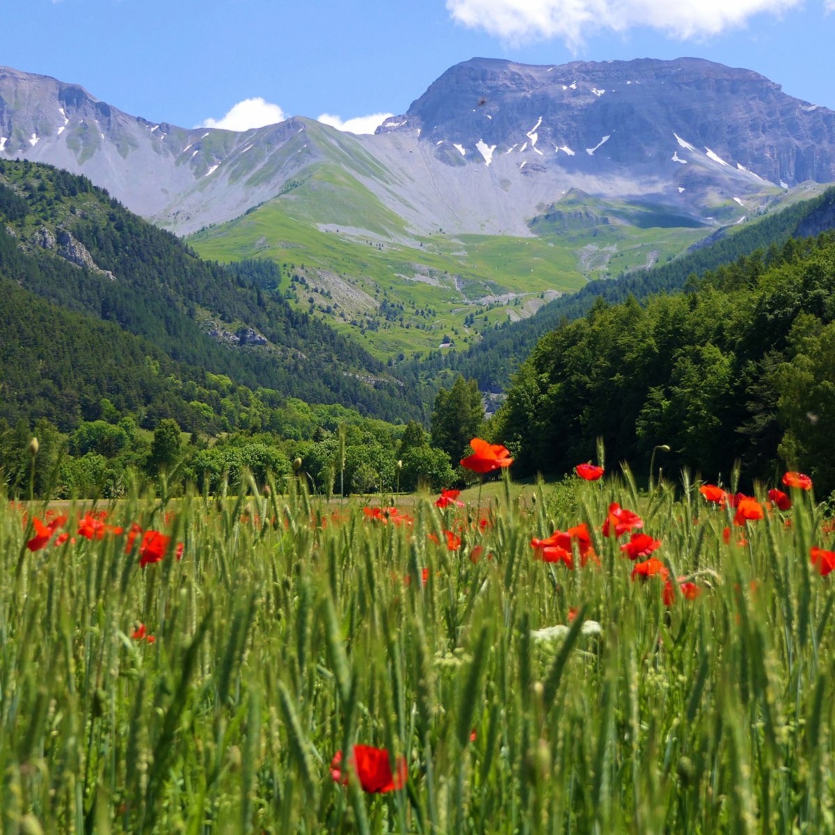 Швейцария поля