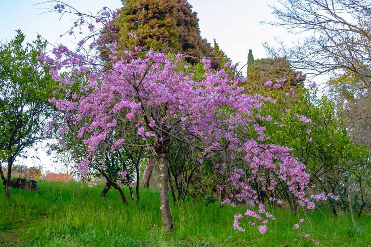 Парк в Китае Сакура