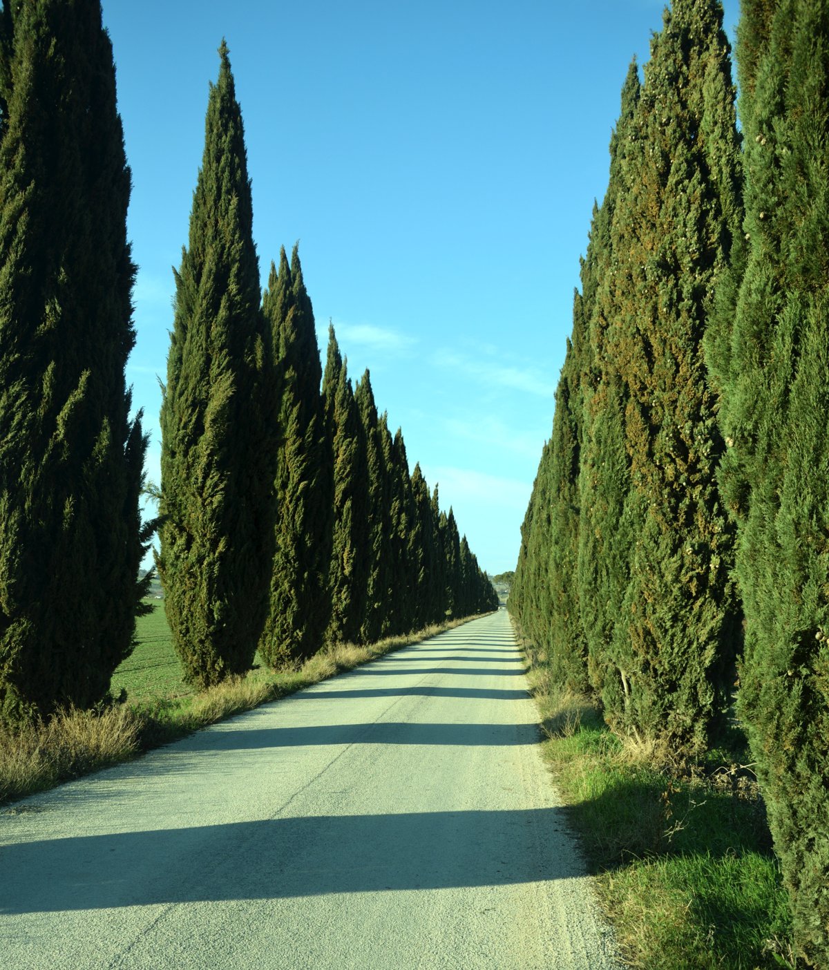 Кипарис вечнозеленый (Cupressus sempervirens)