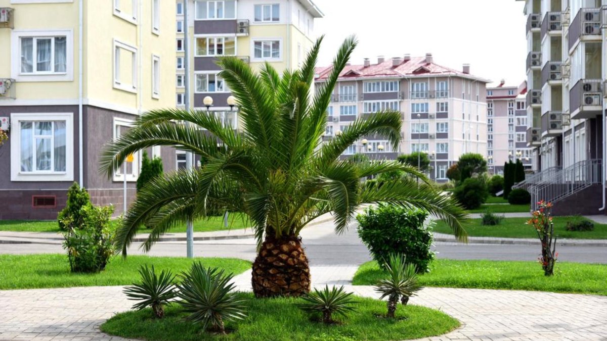 Сочи курорт