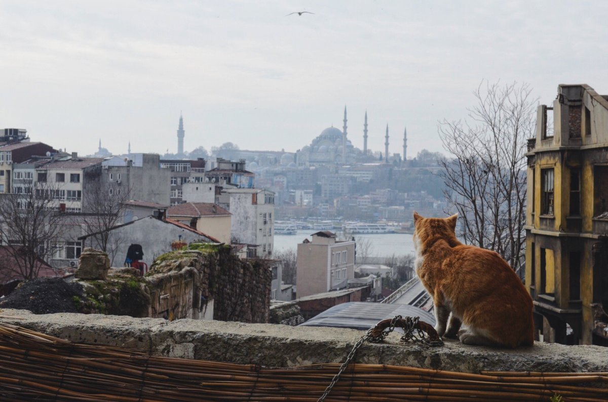 Стамбул город кошек