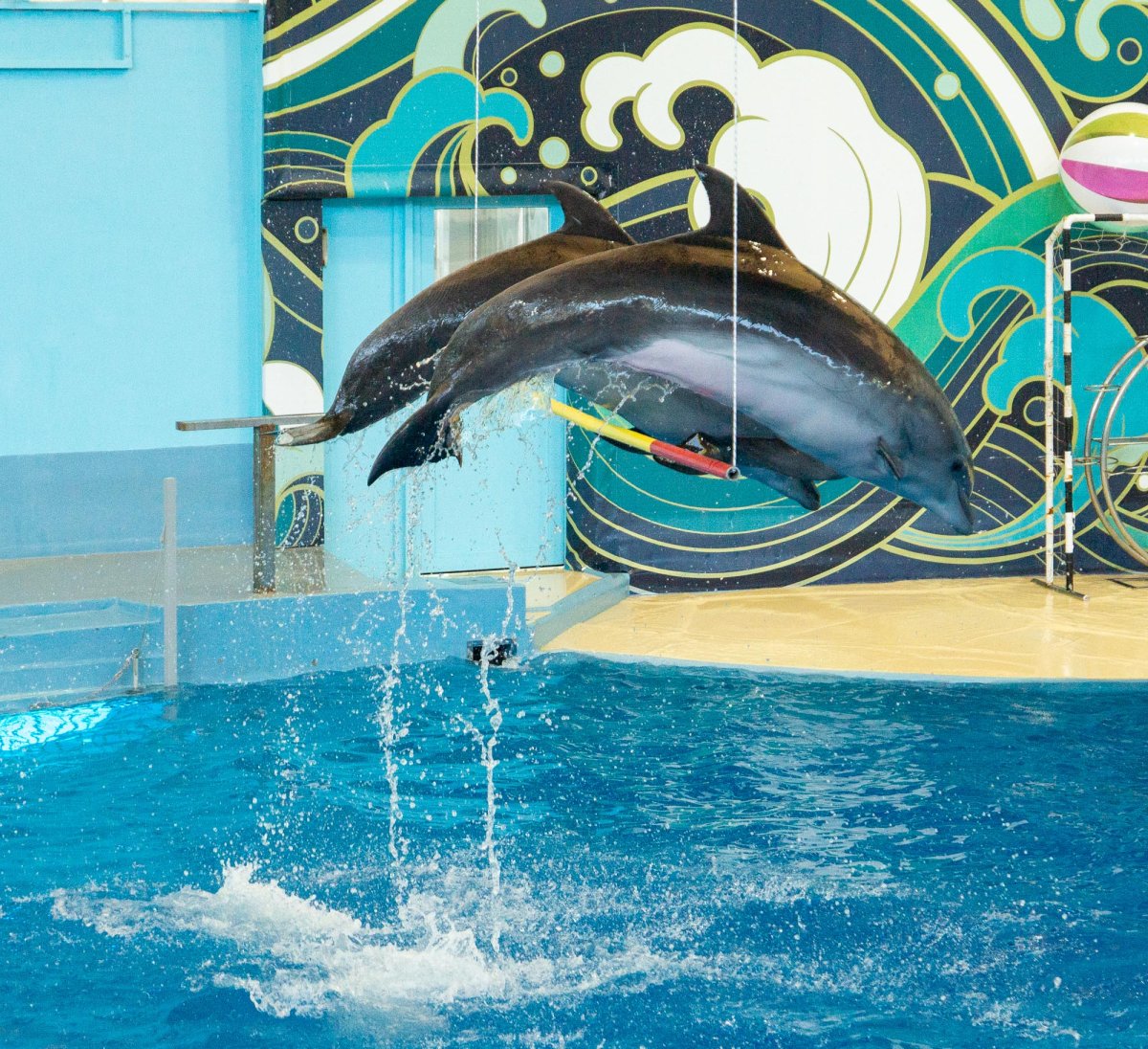 Шоу дельфинов сочи парк