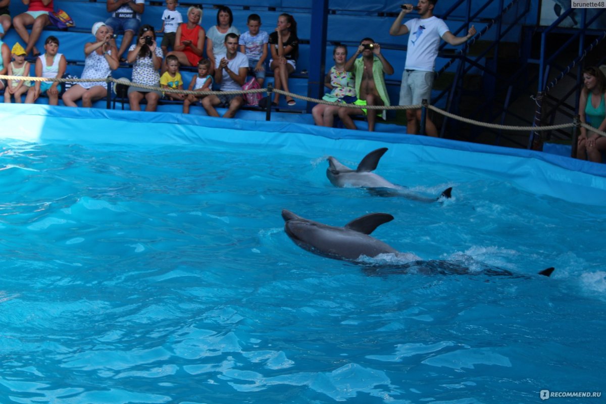 Дельфинарий сочи плавание с дельфинами