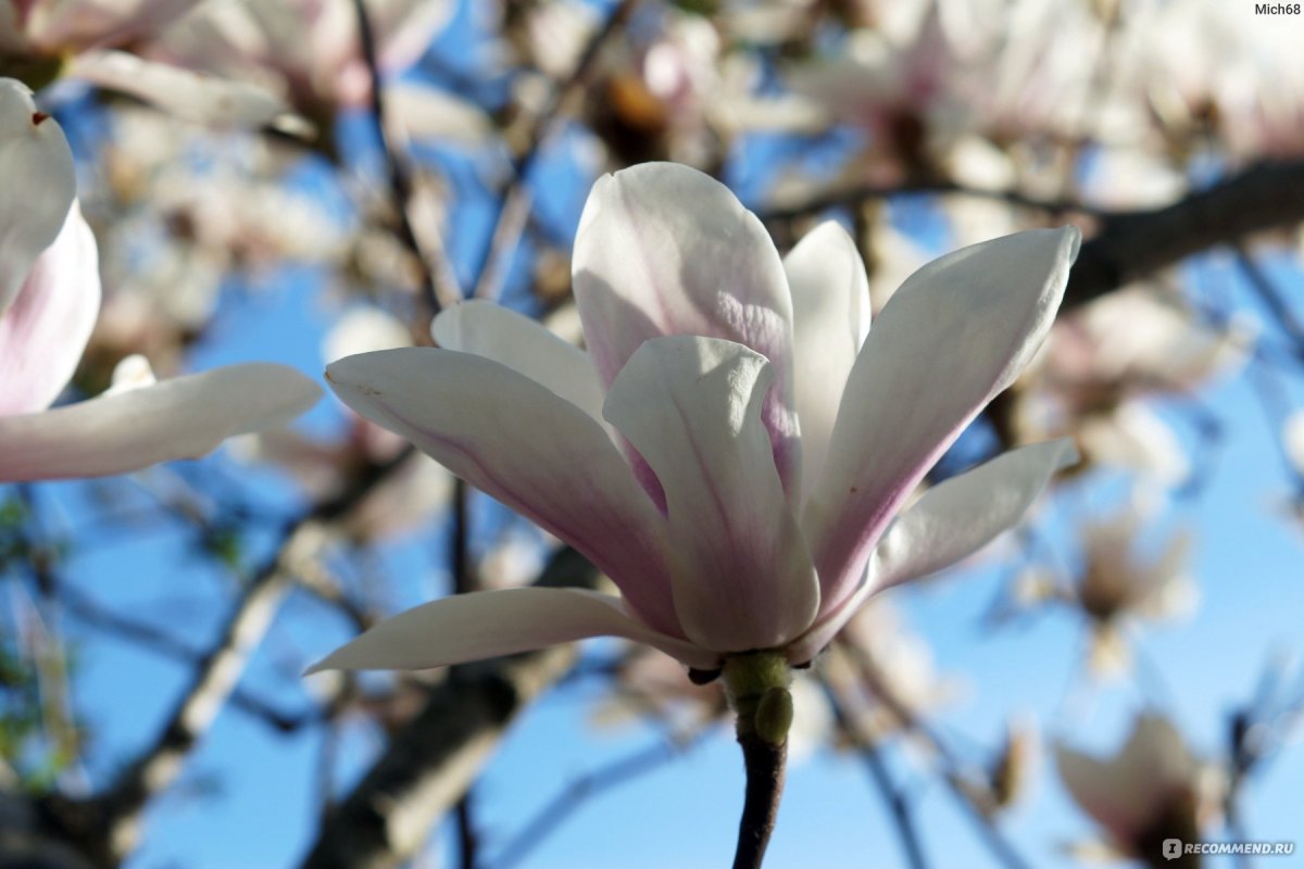 Фото магнолии цветущей дерева в сочи