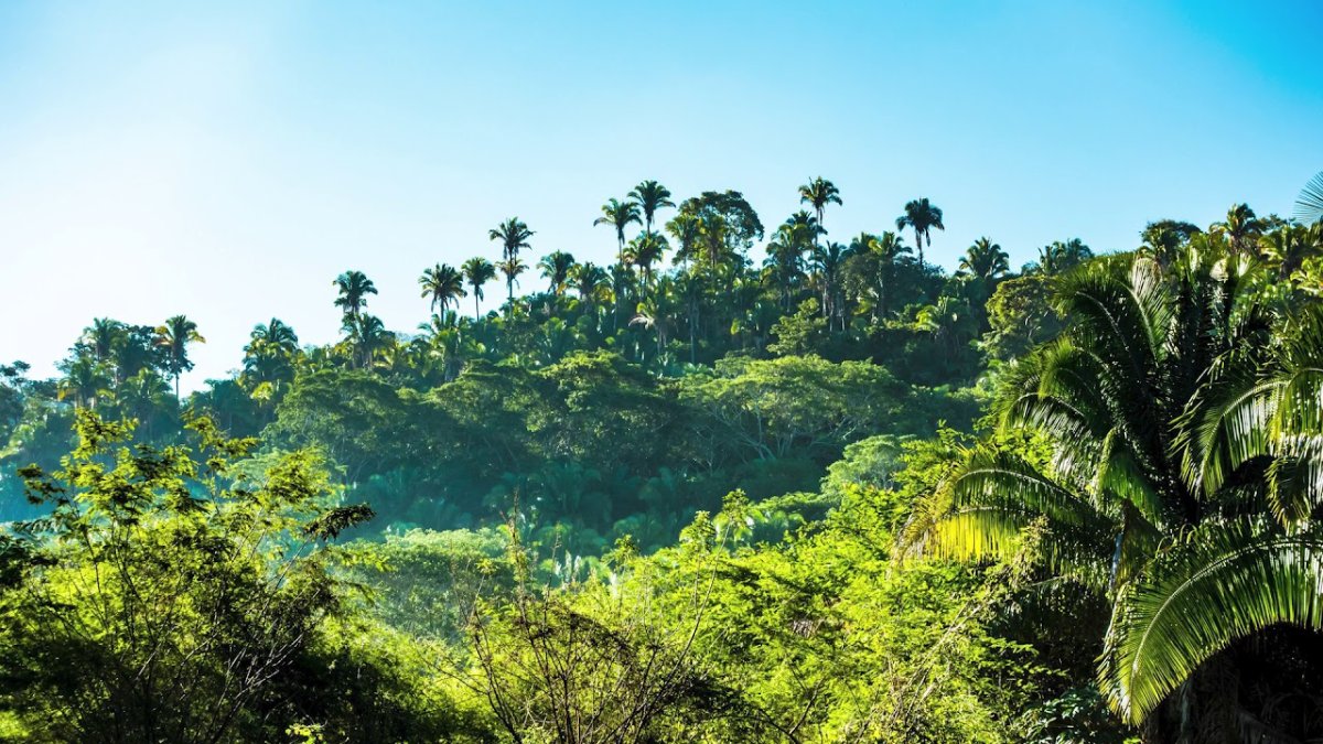 Гватемала джунгли