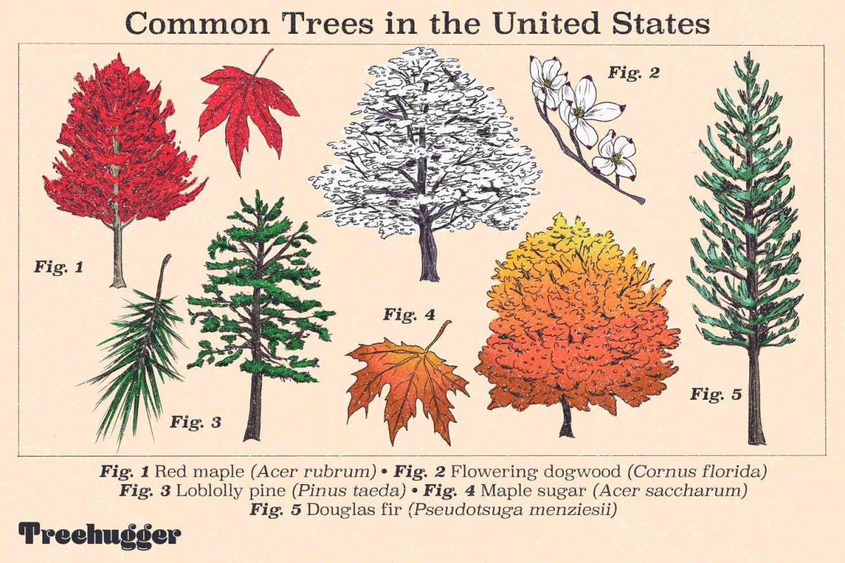 Types of Trees with names