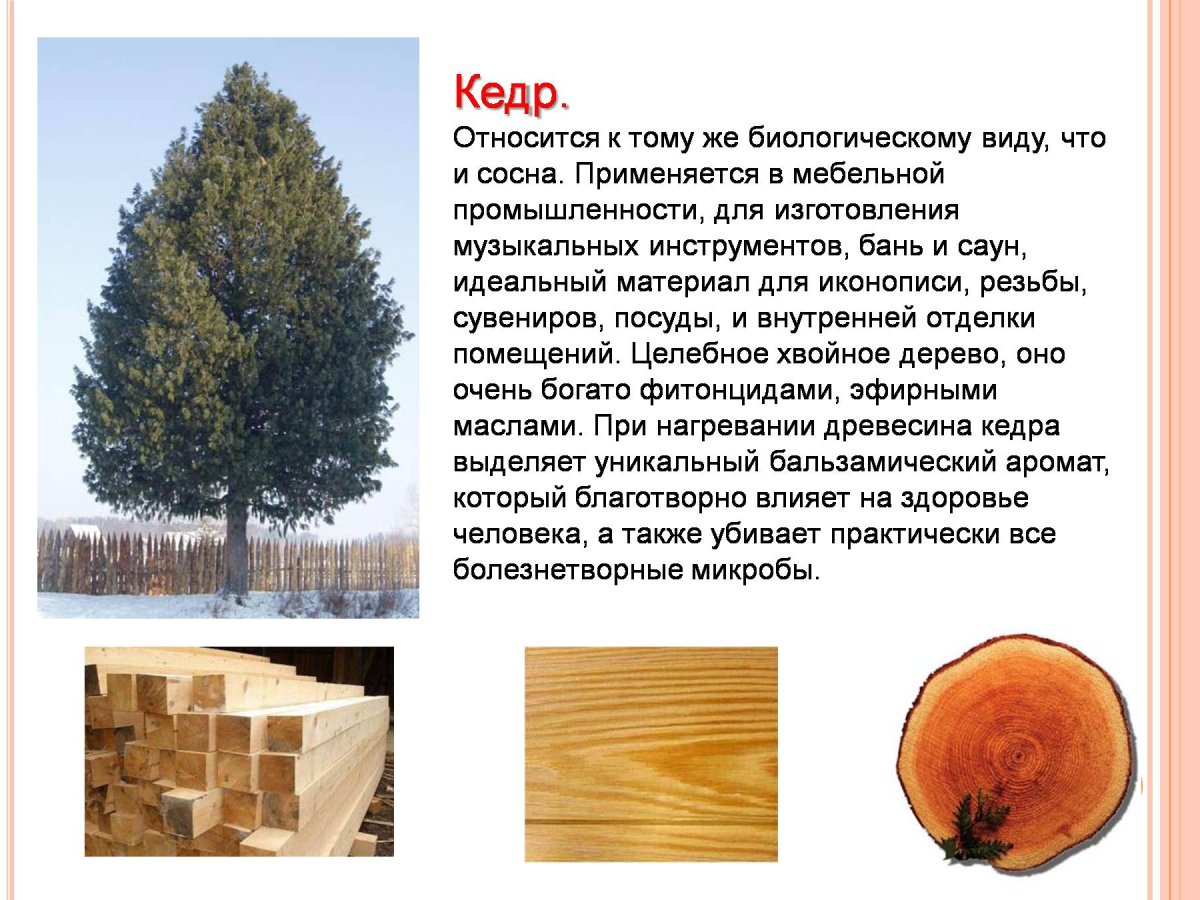 Сосна Кедровая корейская строение древесины