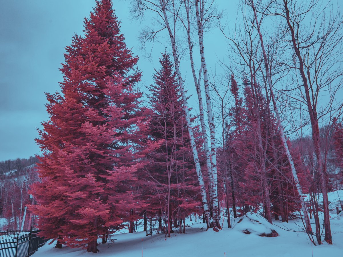 Ель красная Nova Scotia Canada