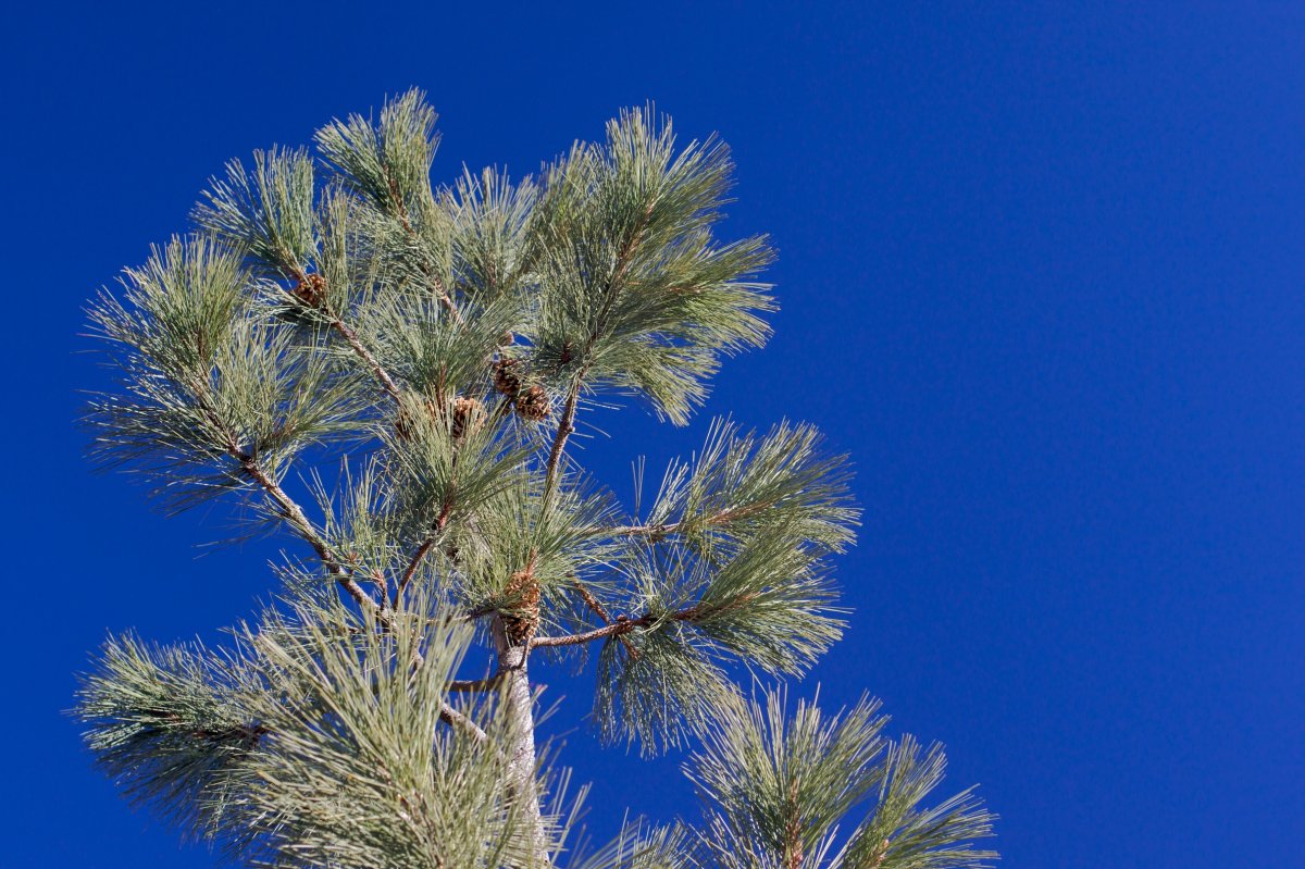 Pinus brachyptera