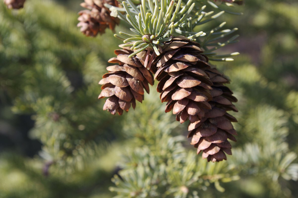Pinus elliottii шишки
