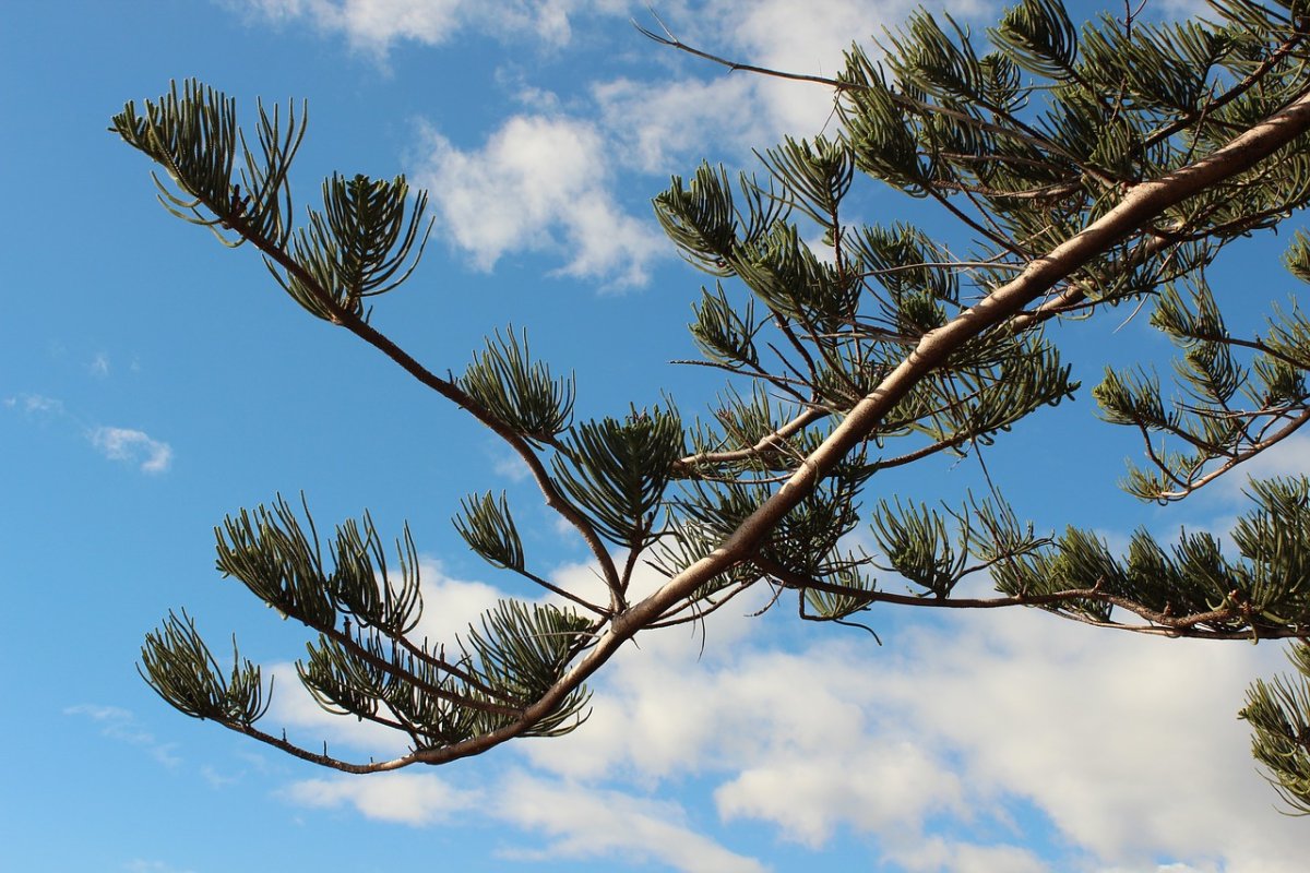 Pinus Sylvestris 'Blue Sky'
