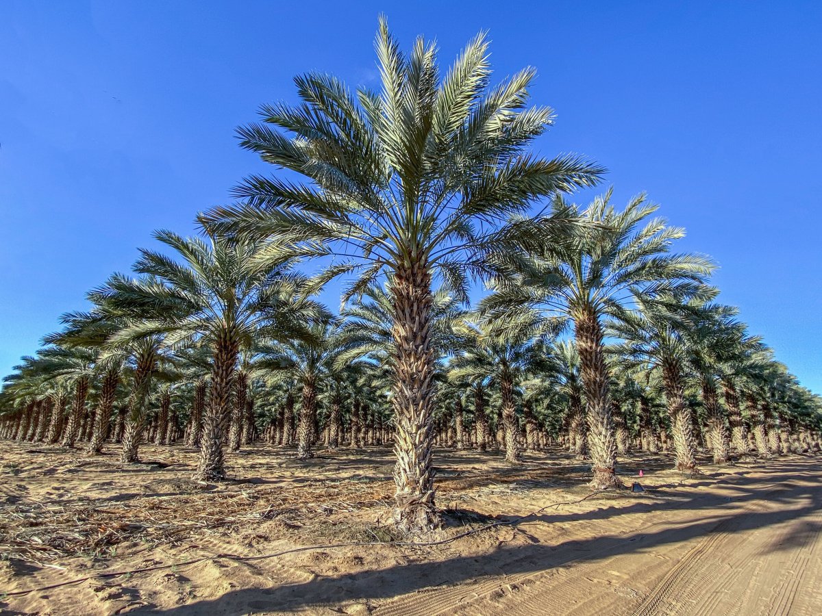 3 пальмы какие. Пальма меджул. Medjool Date Palm. Палестинская Пальма. Пальмы в ряд.