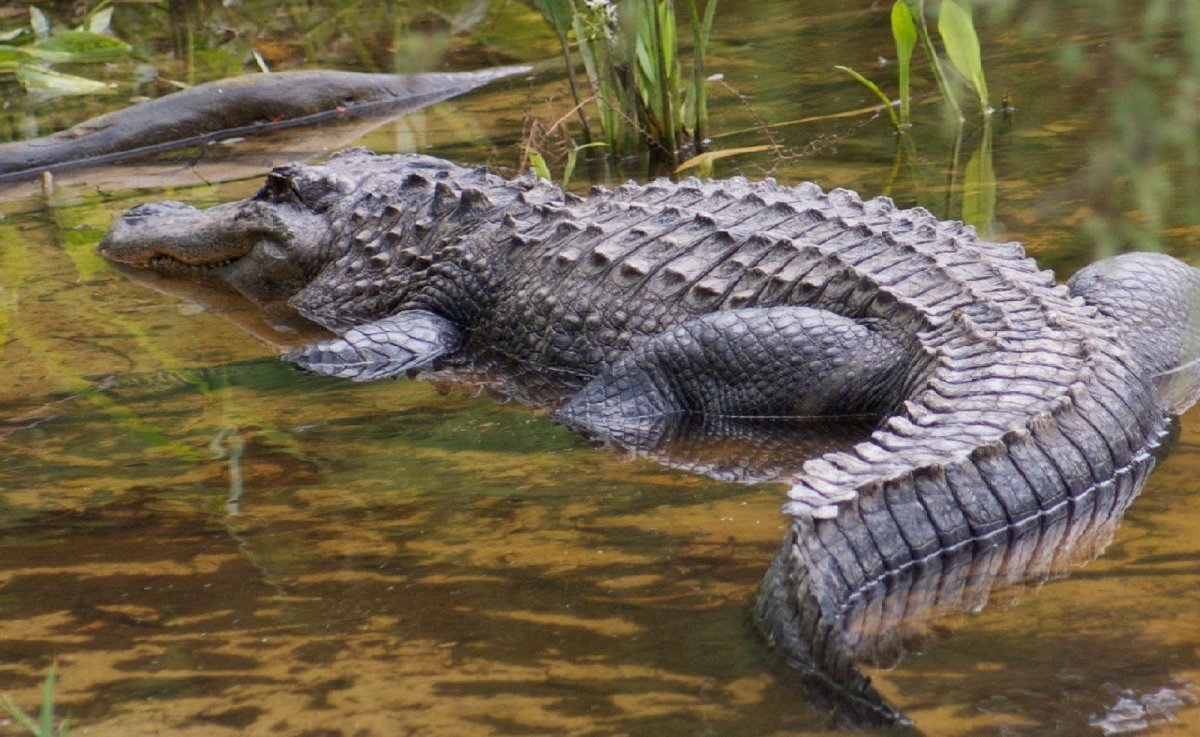 Морские крокодилы в австралии