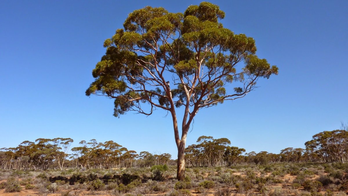 Дерево насос в австралии