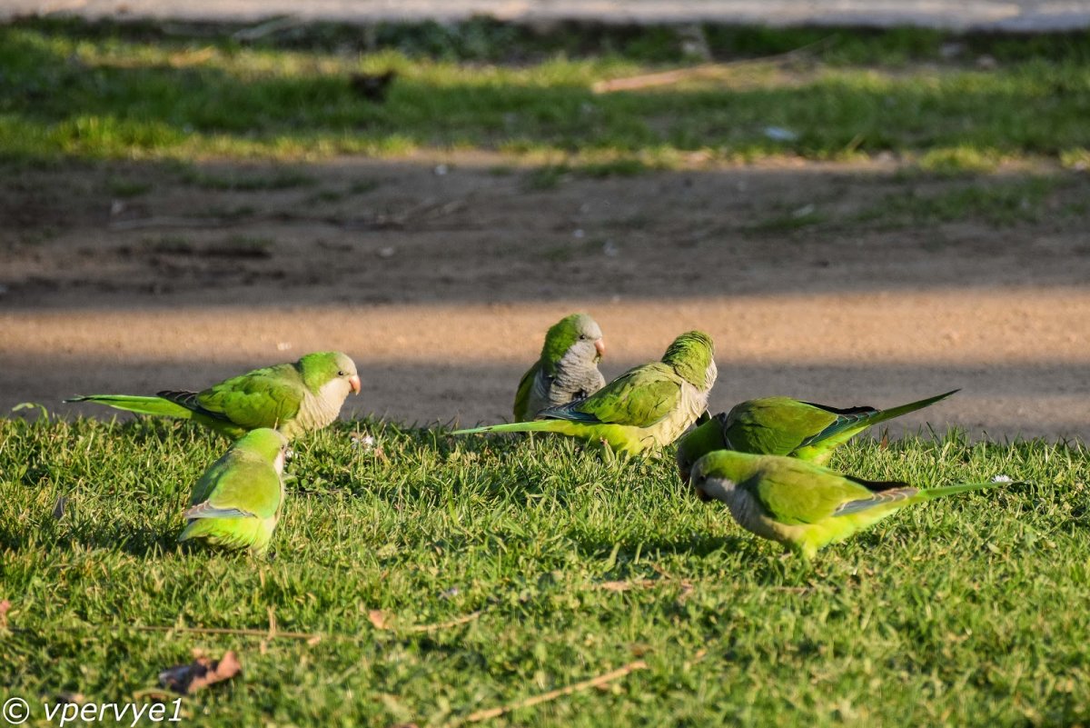 Австралия попугаи на улицах