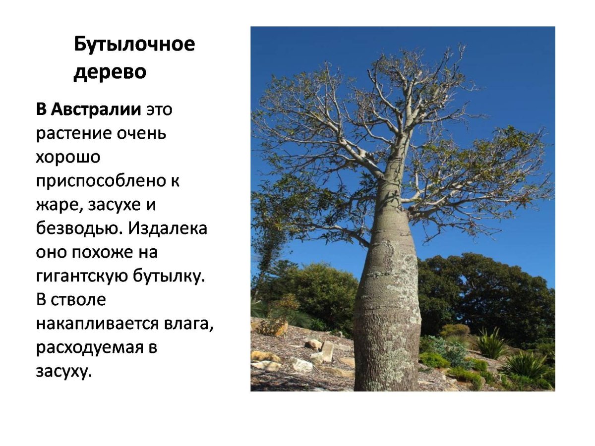 Растительный мир Австралии бутылочное дерево