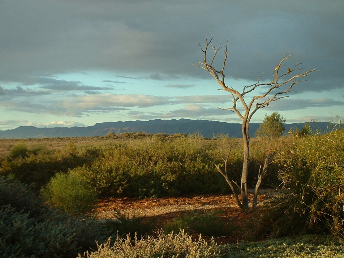 Arid 1999
