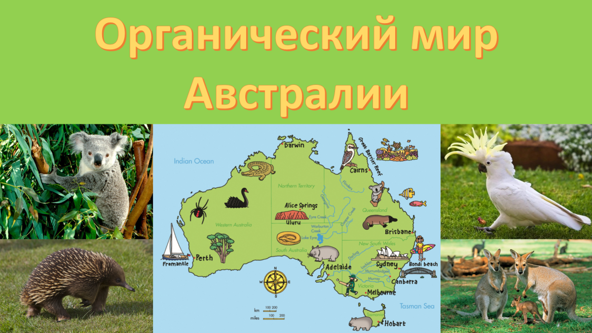 Разнообразие растительного и животного мира в Австралии