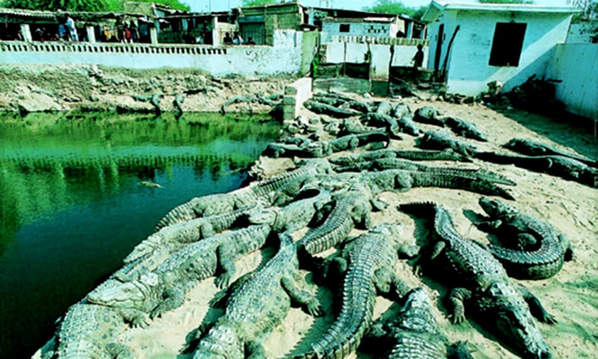 Священные крокодилы в пакистане