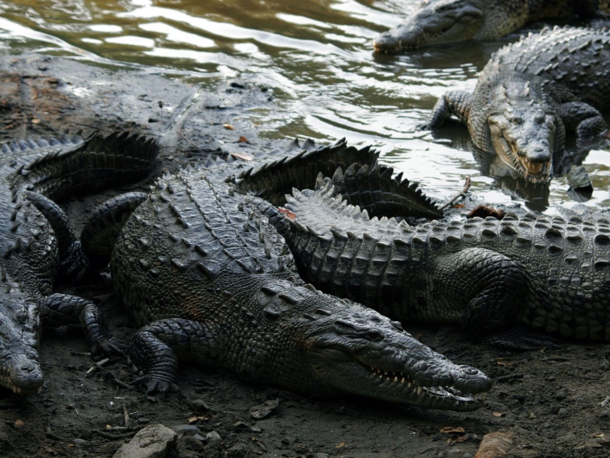Крокодилы в аргентине