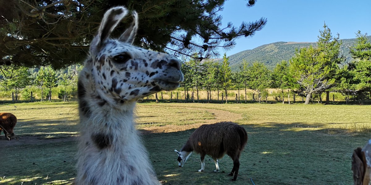 Гуанако в Южной Америке