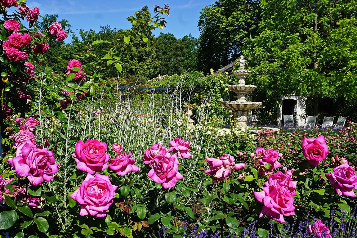 Роза сады франции