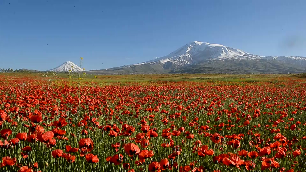 Армения гора Арарат маки