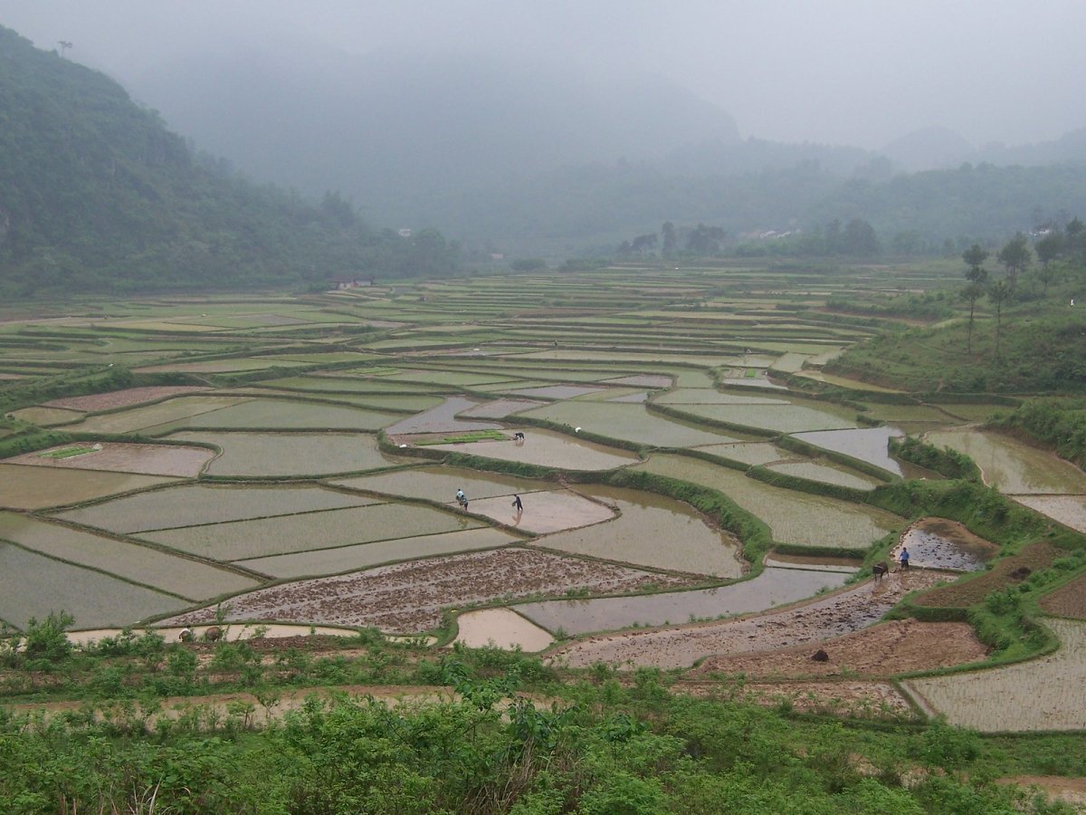 Рисовые поля корея