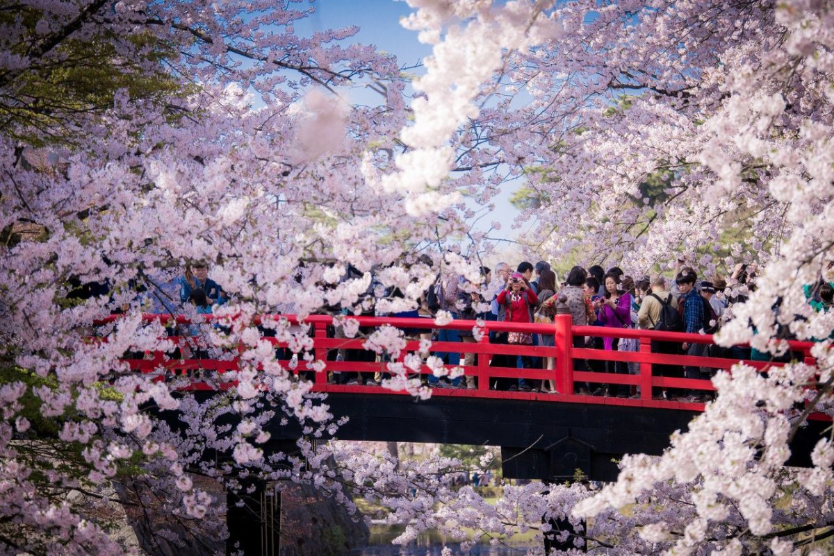 праздник цветения сакуры в японии