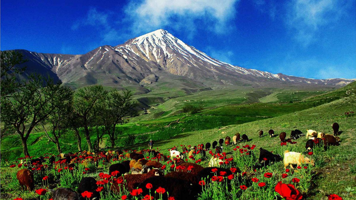 Цветы в горах армении