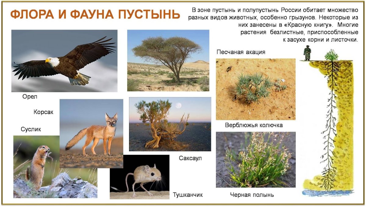 Остров Сокотра площадь