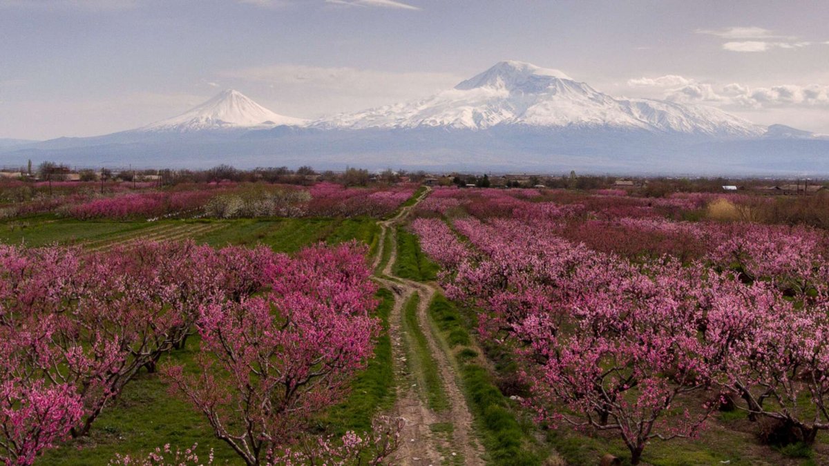 Долина Арарат Цветущая