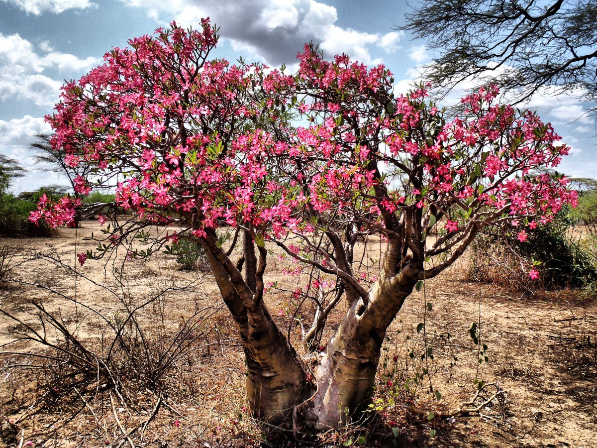 Розовое дерево мадагаскара
