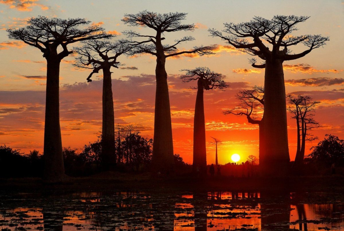 Мадагаскар деревья баобабы