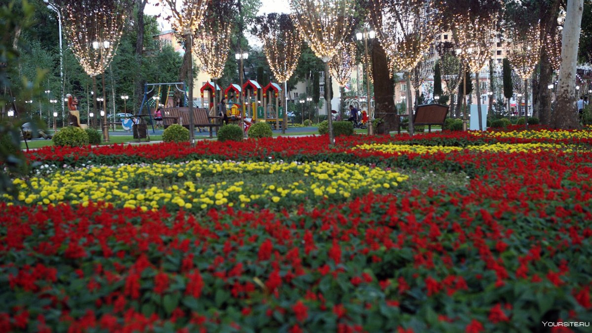 Национальный цветок таджикистана