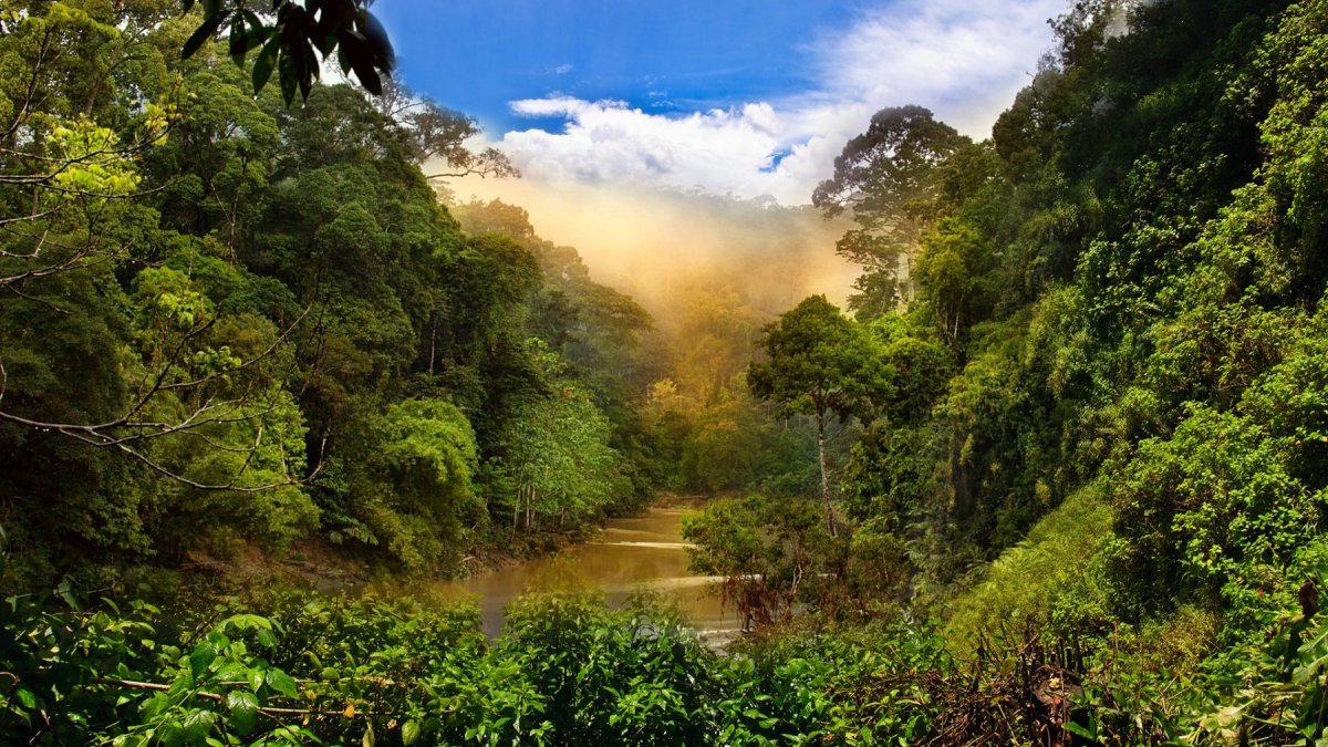 Тропические леса мадагаскара