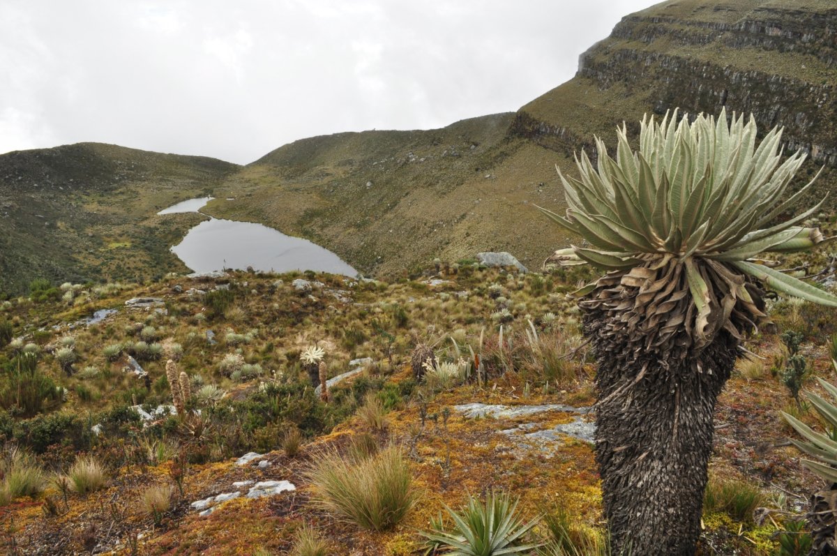 Растительность эквадора