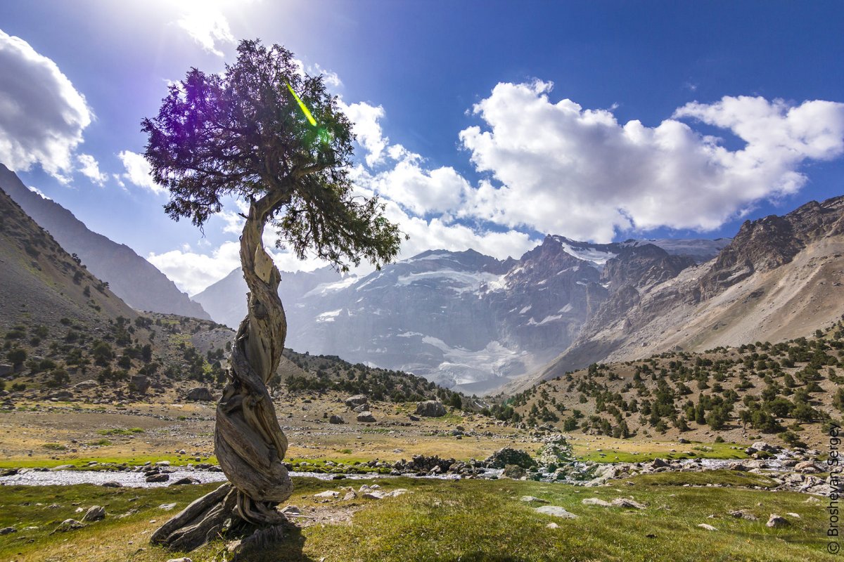 Деревья в таджикистане