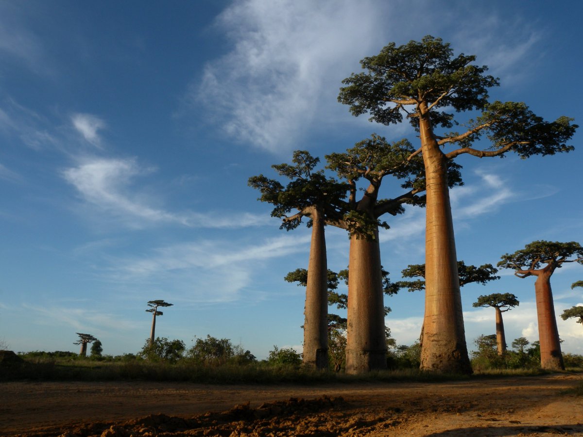 Самое высокое дерево в африке