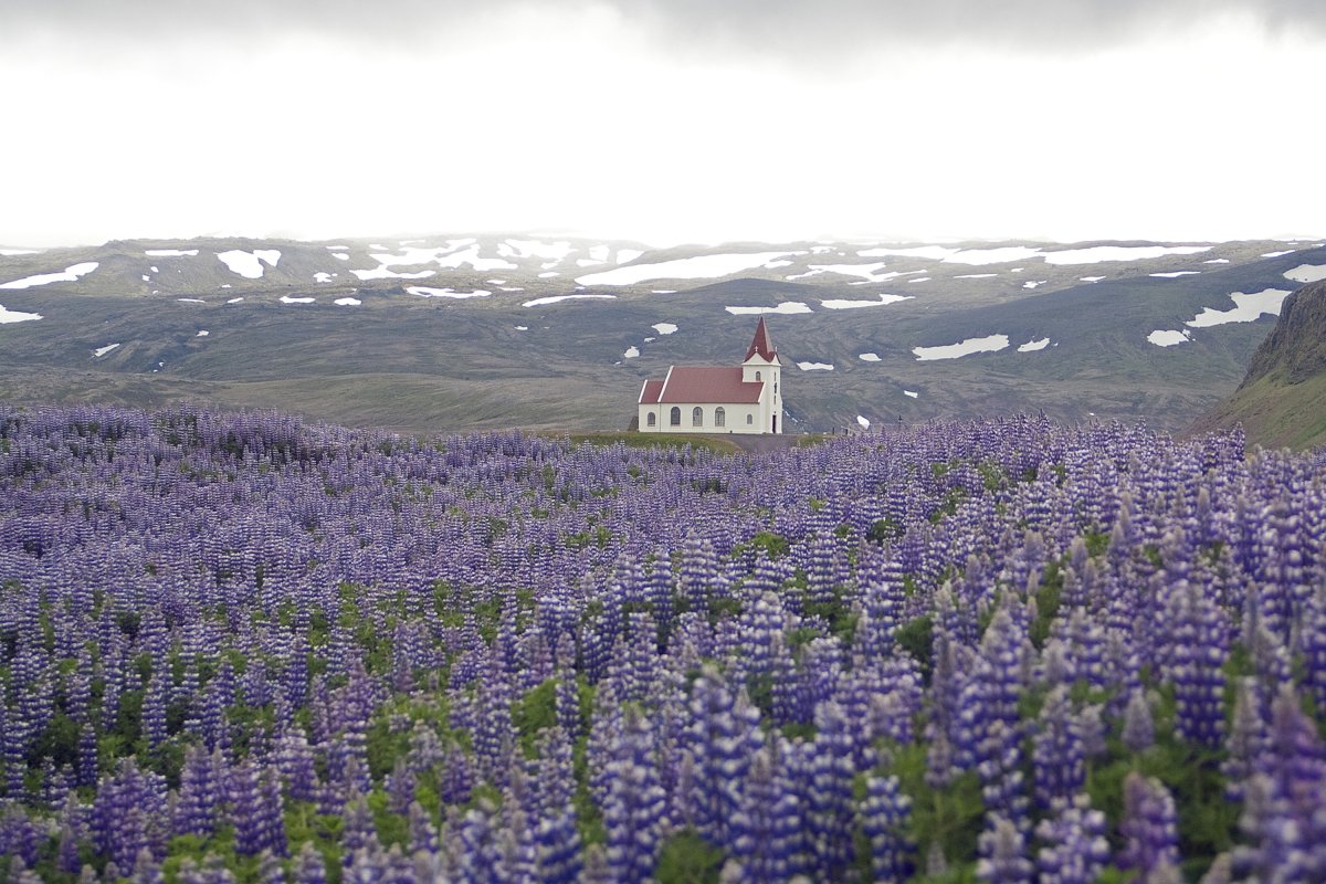 Цветы исландии
