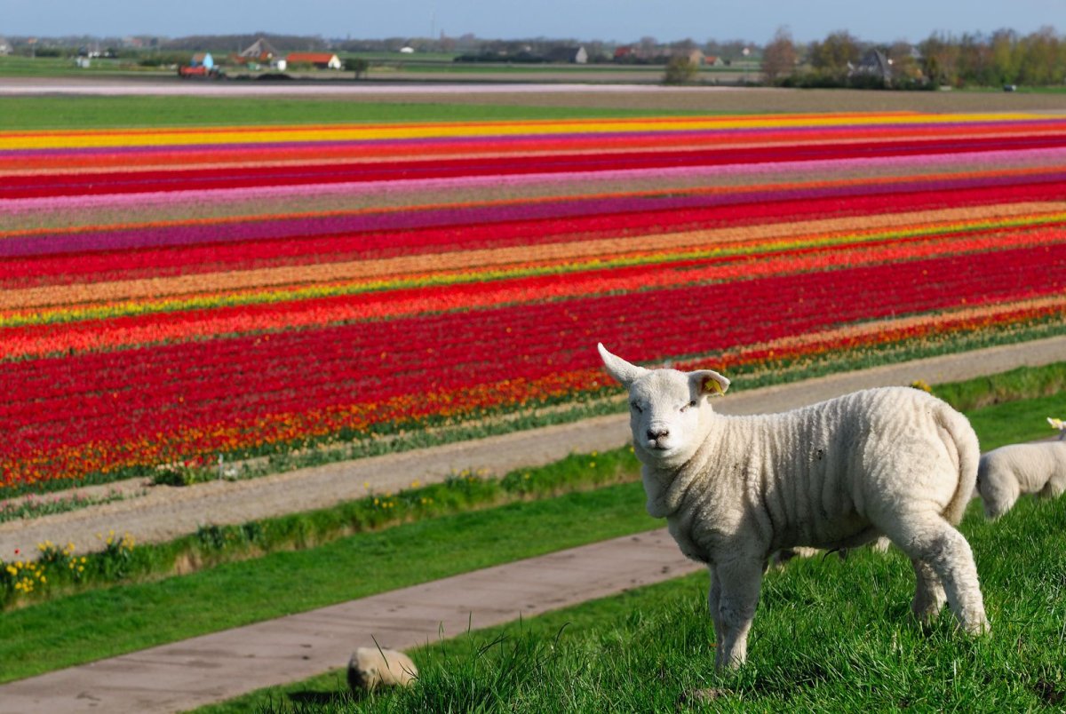 Растительный мир нидерландов