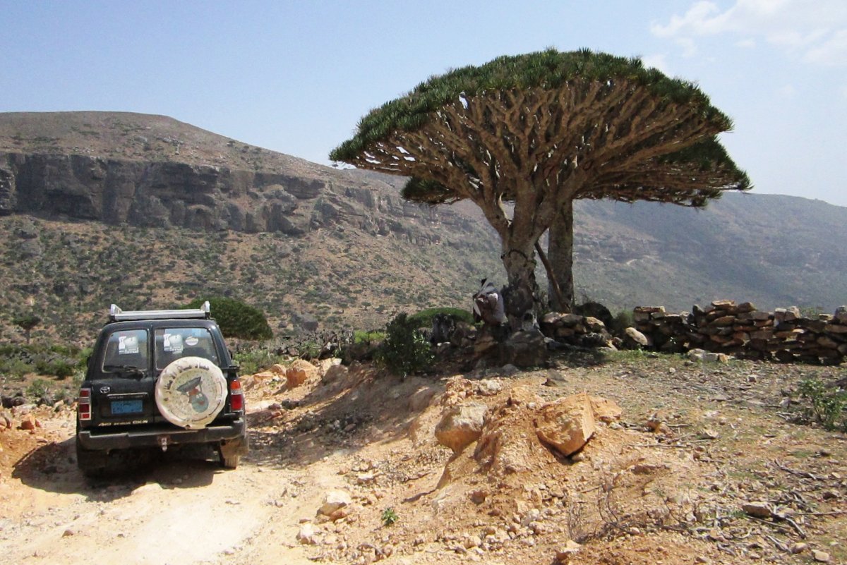 Йемен деревья