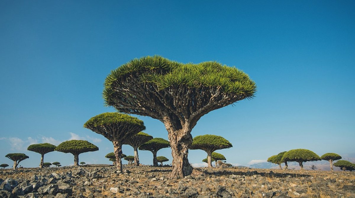 Сокотра йемен. Фотообои острове Сокотра. Весёлое растение Аравийский полуостров. Socotra Alien natural forms Arabian Sea.