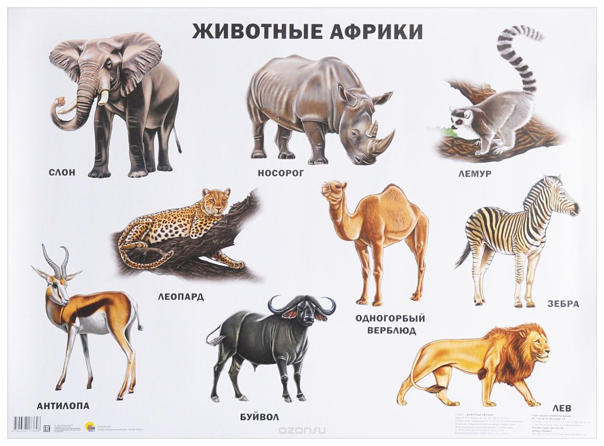 Плакат. Животные Африки